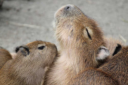 カピバラ Capybara