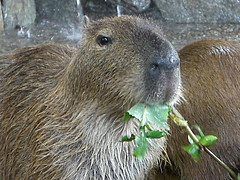 草食