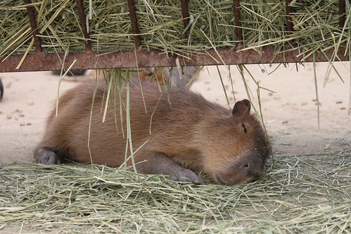 カピバラ Capybara