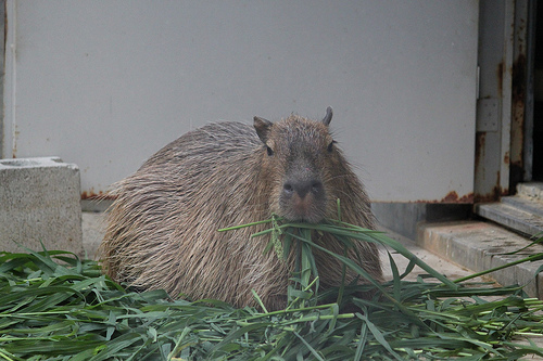 カピバラ Capybara