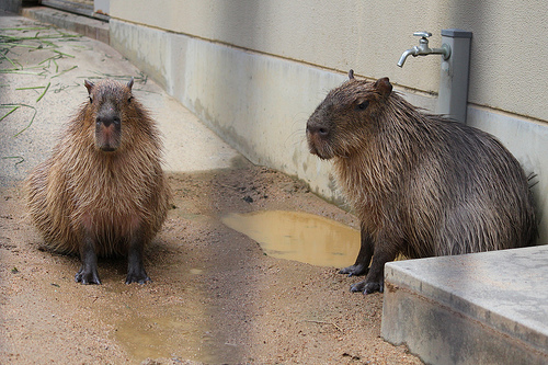 カピバラ Capybara
