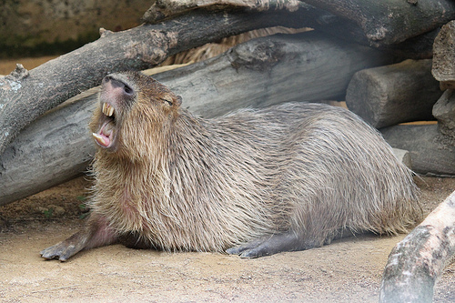 カピバラ Capybara
