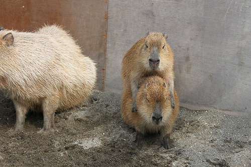 カピバラ Capybara