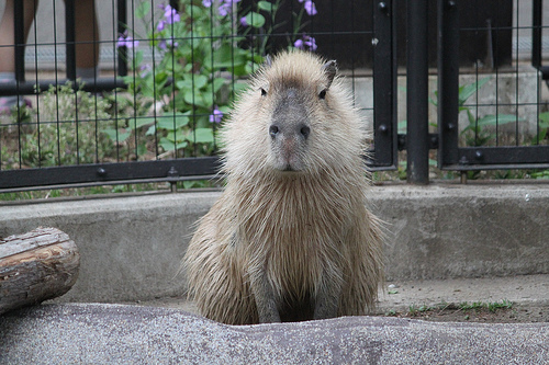 カピバラ Capybara