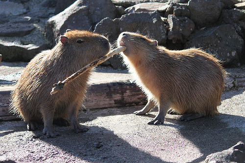 カピバラ Capybara