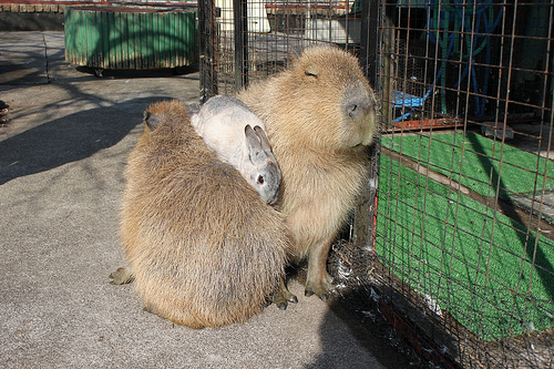 カピバラ Capybara