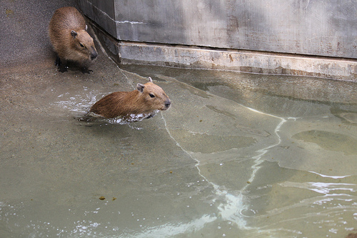 カピバラ Capybara