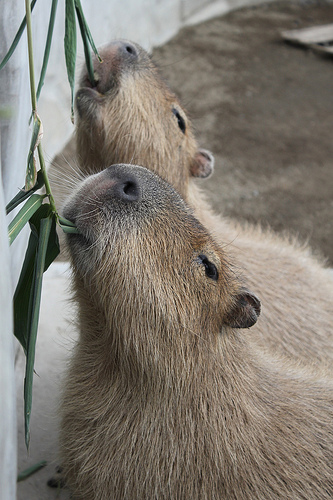 Capybara Capybara