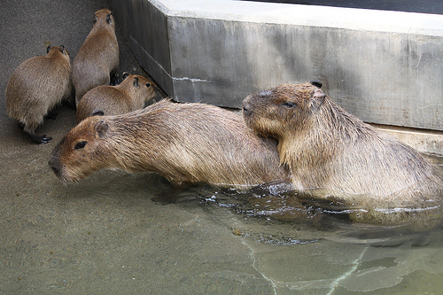 カピバラ Capybara
