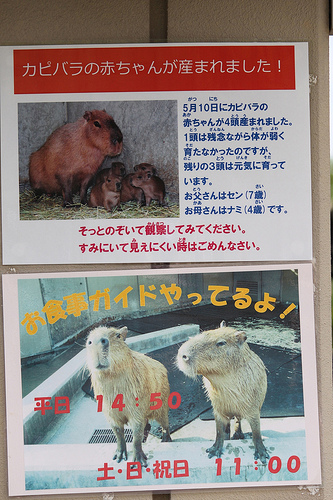 Capybara Capybara