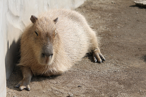 Capybara Capybara