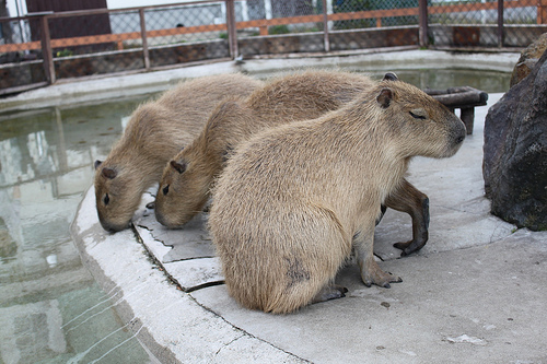 Capybara Capybara