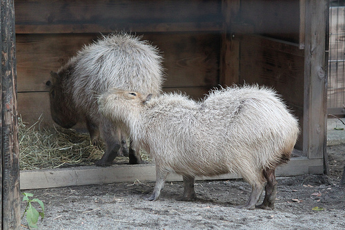 Capybara Capybara