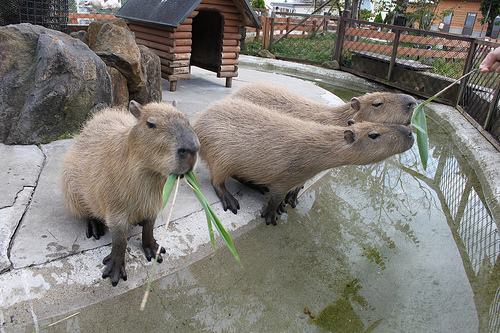 Capybara Capybara
