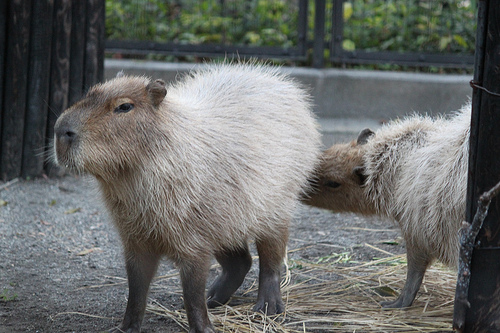 Capybara Capybara