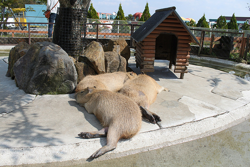 Capybara Capybara