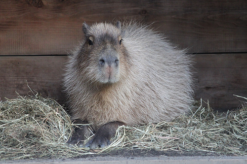 Capybara Capybara