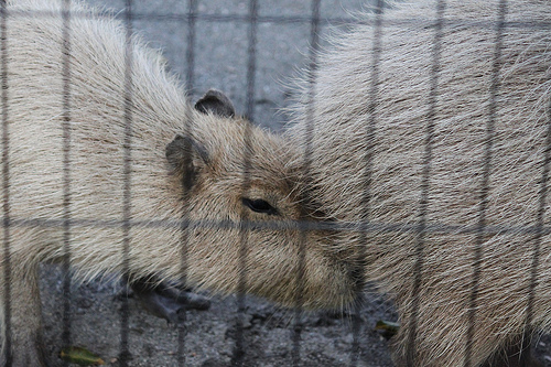 Capybara Capybara