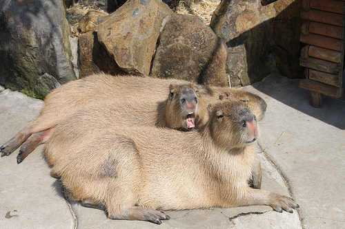 Capybara Capybara