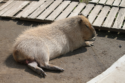 Capybara Capybara