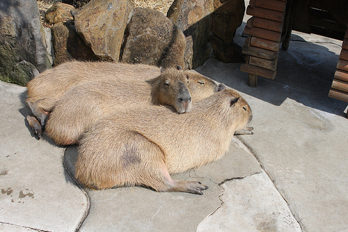Capybara Capybara
