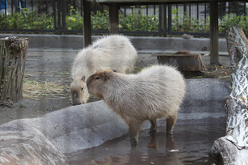 Capybara Capybara