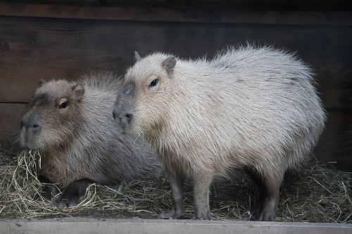 Capybara Capybara