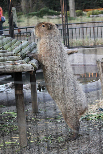 Capybara Capybara