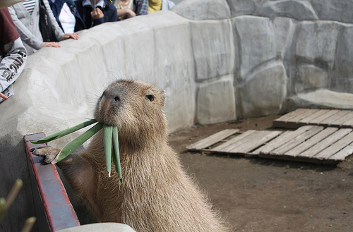 Capybara Capybara