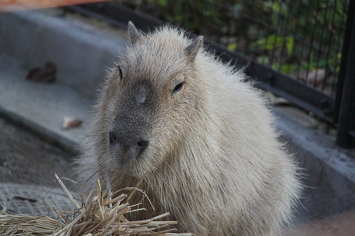 Capybara Capybara
