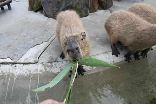 Capybara Capybara