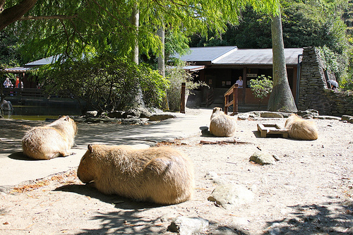Capybara Capybara