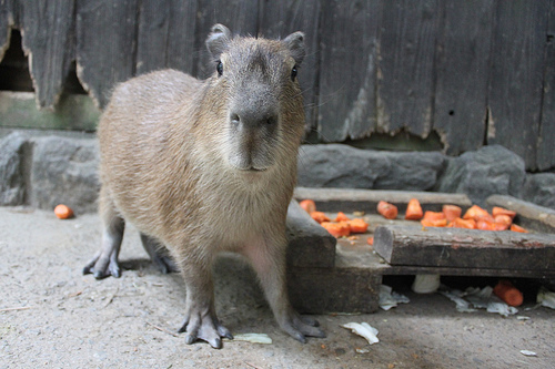 Capybara Capybara