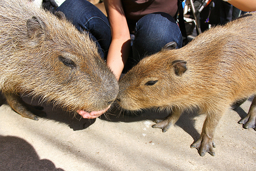 Capybara Capybara