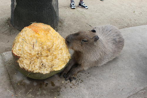 Capybara Capybara