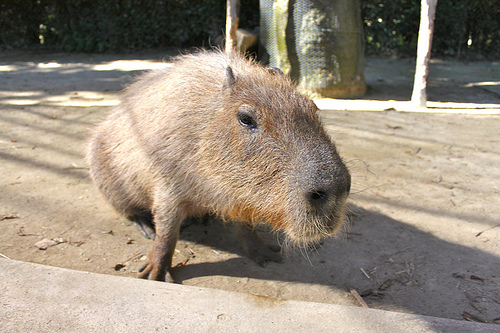 Capybara Capybara