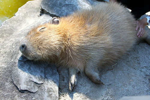 Capybara Capybara