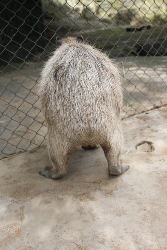 Capybara Capybara