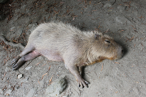 Capybara Capybara