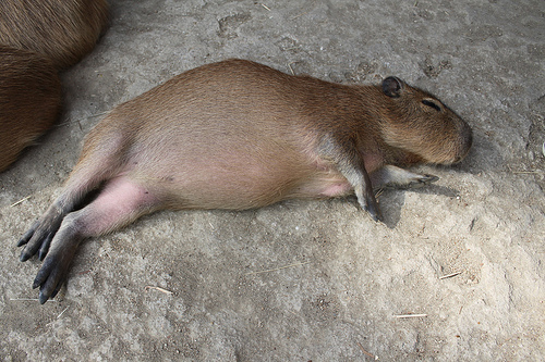 Capybara Capybara