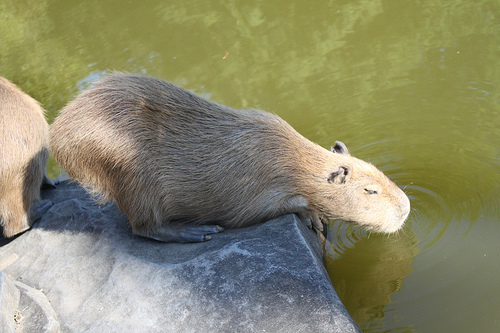 Capybara Capybara
