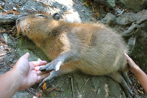 Capybara Capybara