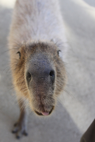 Capybara Capybara