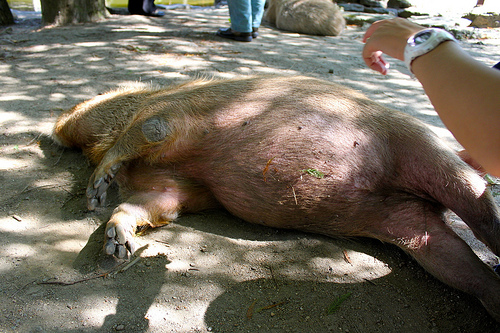 Capybara Capybara