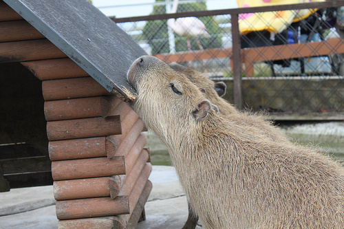 Capybara Capybara