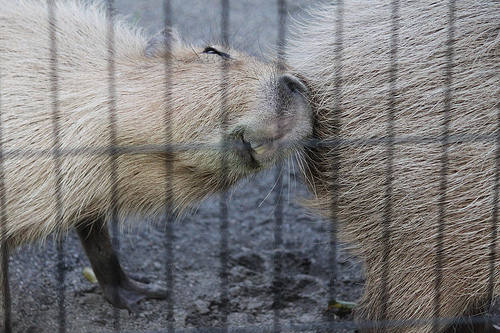 Capybara Capybara