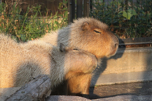 Capybara Capybara