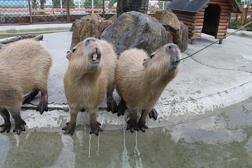 Capybara Capybara