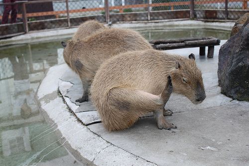 Capybara Capybara