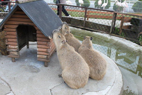 Capybara Capybara